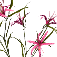 Zijde Tijger lelie roze closeup